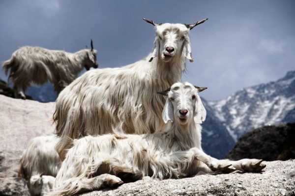 This Week’s Top Story: Nepali Pashmina or Cashmere