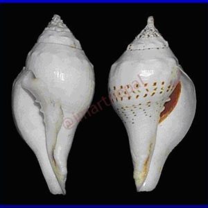 Shankha